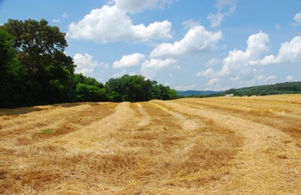 Harvest Time Memories Image